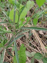 Erigeron bonariensis