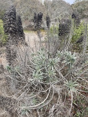 Echium