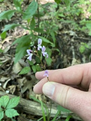 Hylodesmum nudiflorum