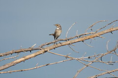 Luscinia svecica