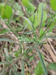 Erigeron bonariensis