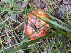 Gomphidius subroseus