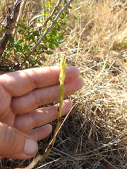 Piperia