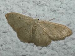 Idaea straminata