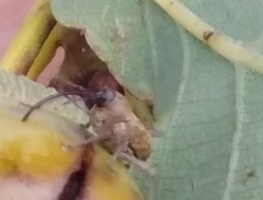 Curculio glandium