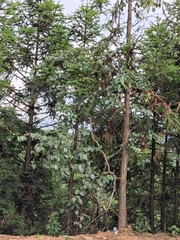 Actinidia