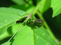 Augochlora pura