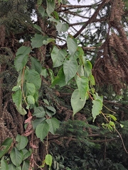 Actinidia