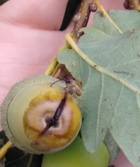 Curculio glandium