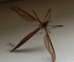 Tipula
