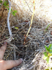 Piperia