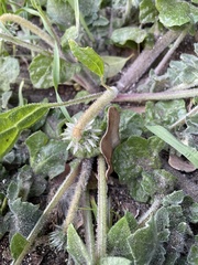 Arctotheca prostrata