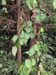 Actinidia