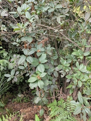 Rhododendron latoucheae