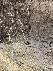 Salpinctes obsoletus