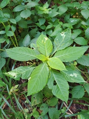 Impatiens parviflora