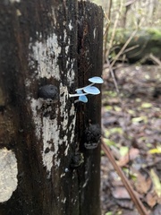 Mycena interrupta