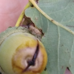 Curculio glandium