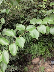 Actinidia latifolia