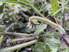 Arctotheca prostrata