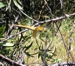 Sympetrum semicinctum
