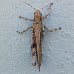Melanoplus differentialis