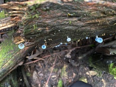 Mycena interrupta
