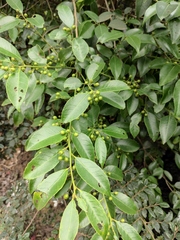 Ilex chinensis