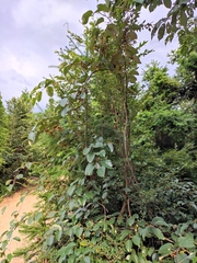 Actinidia latifolia