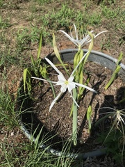 Hymenocallis occidentalis