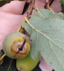 Curculio glandium