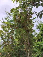 Actinidia latifolia