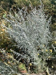 Artemisia maritima