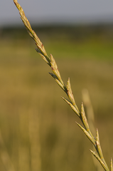 Thinopyrum elongatum