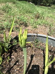 Hymenocallis occidentalis