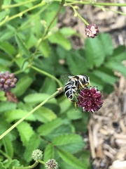 Eristalis dimidiata