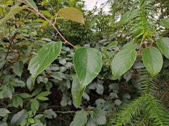 Actinidia latifolia