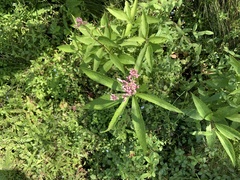 Eutrochium maculatum