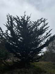 Cupressus