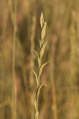 Thinopyrum elongatum