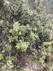 Arctostaphylos tomentosa