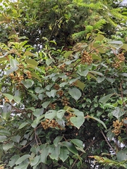 Actinidia latifolia