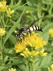 Bicyrtes quadrifasciatus