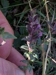 Odontites vulgaris