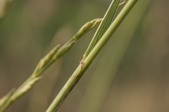 Thinopyrum elongatum