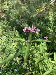 Eutrochium maculatum