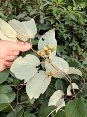 Actinidia latifolia