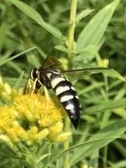 Bicyrtes quadrifasciatus