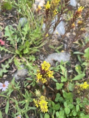 Orthocarpus luteus