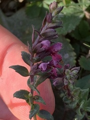 Odontites vulgaris